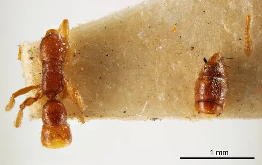 Fulakora wilsoni specimen ANTWEB1008138 image antweb1008138_1