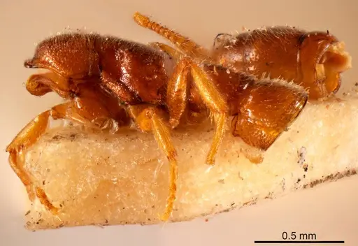 Fulakora wilsoni specimen ANTWEB1008138 image antweb1008138_2