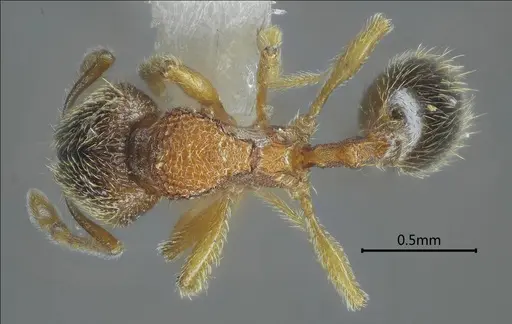 Gaoligongidris planodorsa specimen ANTWEB1060545 image antweb1060545_1