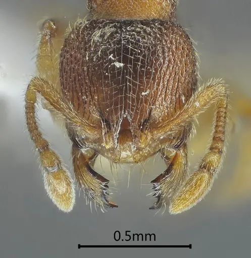 Gaoligongidris planodorsa specimen ANTWEB1060545 image antweb1060545_2