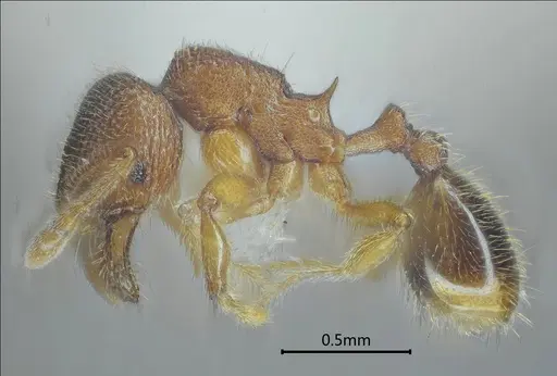 Gaoligongidris planodorsa specimen ANTWEB1060545 image antweb1060545_3