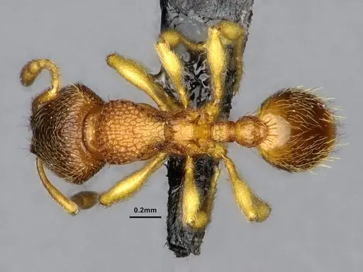 Gaoligongidris planodorsa specimen ZRC image zrc_ent00073845a_1
