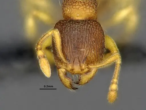 Gaoligongidris planodorsa specimen ZRC image zrc_ent00073845a_2
