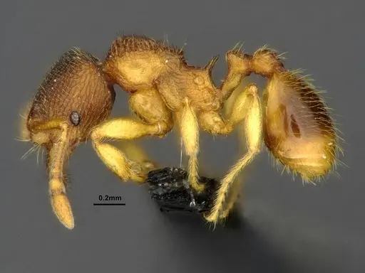 Gaoligongidris planodorsa specimen ZRC image zrc_ent00073845a_3