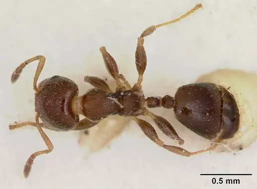 Gauromyrmex bengkalisi specimen CASENT0172783 image casent0172783_1