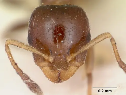 Gauromyrmex bengkalisi specimen CASENT0172783 image casent0172783_2