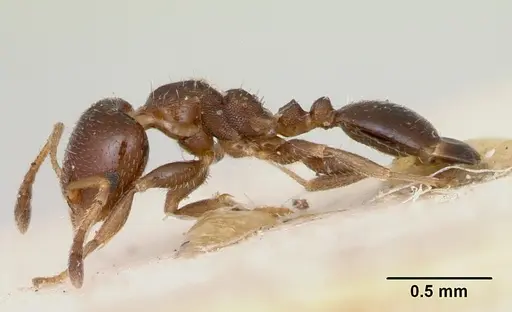 Gauromyrmex bengkalisi specimen CASENT0172783 image casent0172783_3