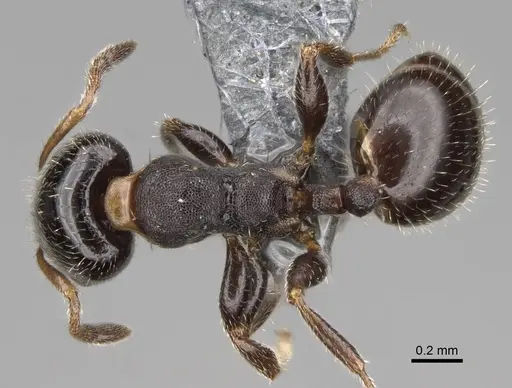 Gauromyrmex bengkalisi specimen CASENT0807550 image casent0807550_1