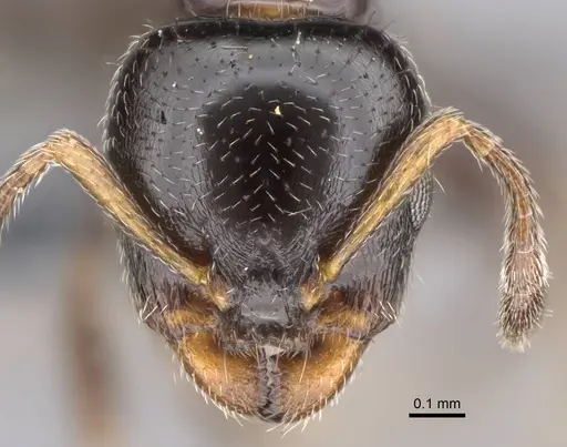Gauromyrmex bengkalisi specimen CASENT0807550 image casent0807550_2
