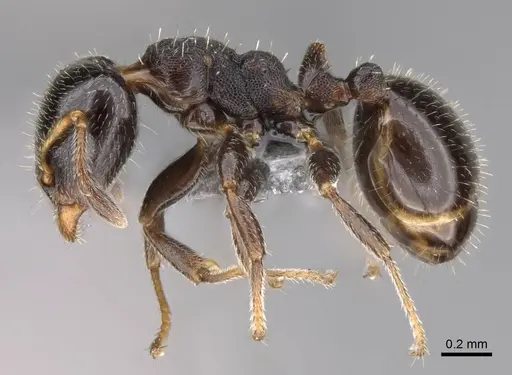 Gauromyrmex bengkalisi specimen CASENT0807550 image casent0807550_3