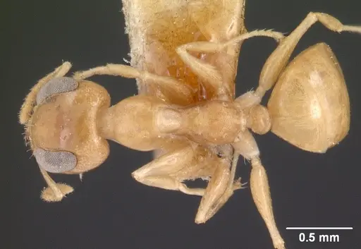 Gesomyrmex chaperi specimen CASENT0102086 image casent0102086_1
