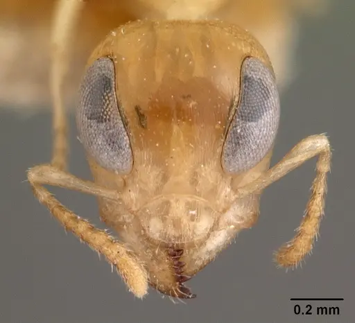 Gesomyrmex chaperi specimen CASENT0102086 image casent0102086_2
