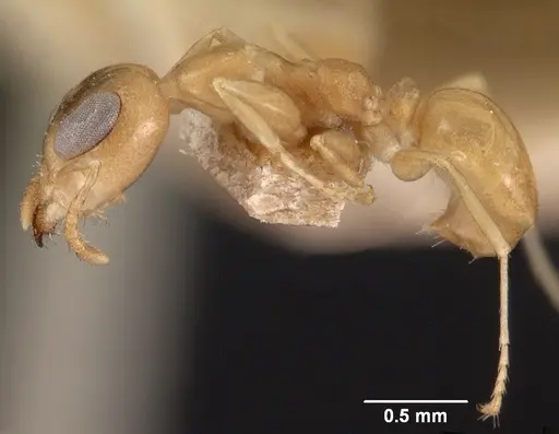 Gesomyrmex chaperi specimen CASENT0102086 image casent0102086_3