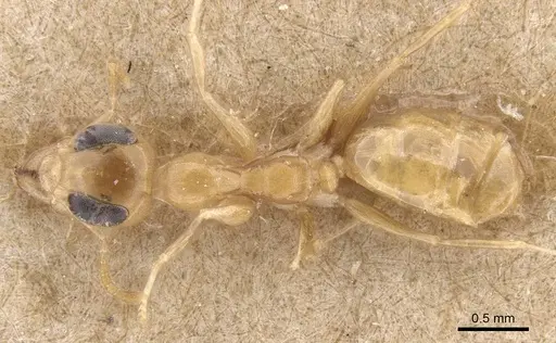 Gesomyrmex chaperi specimen CASENT0913758 image casent0913758_1