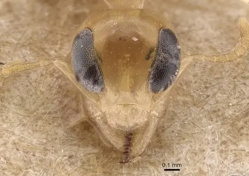 Gesomyrmex chaperi specimen CASENT0913758 image casent0913758_2