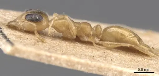 Gesomyrmex chaperi specimen CASENT0913758 image casent0913758_3