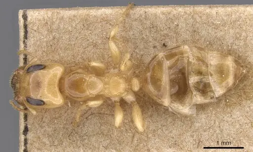 Gesomyrmex chaperi specimen CASENT0913759 image casent0913759_1