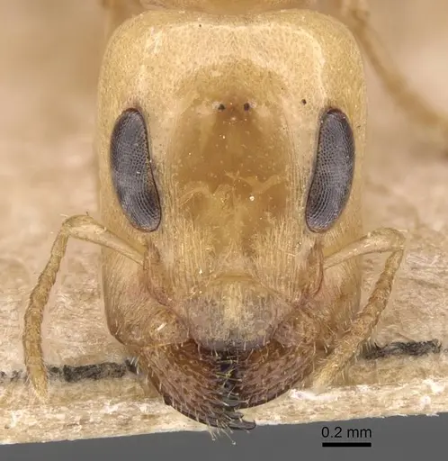 Gesomyrmex chaperi specimen CASENT0913759 image casent0913759_2