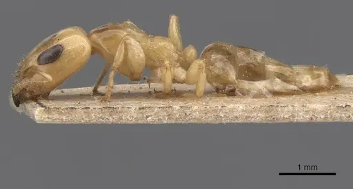 Gesomyrmex chaperi specimen CASENT0913759 image casent0913759_3