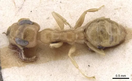 Gesomyrmex chaperi specimen CASENT0913760 image casent0913760_1