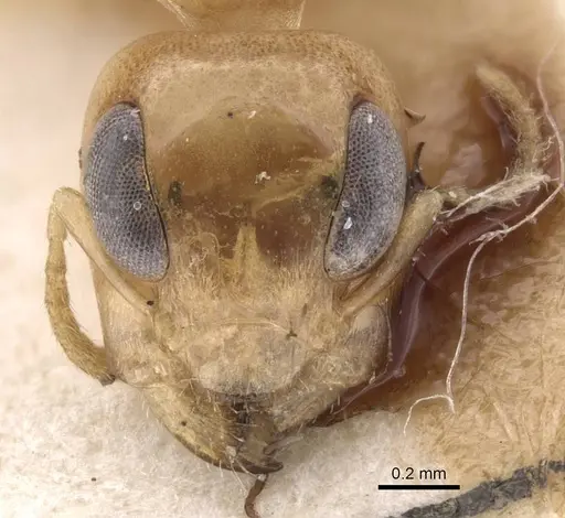 Gesomyrmex chaperi specimen CASENT0913760 image casent0913760_2