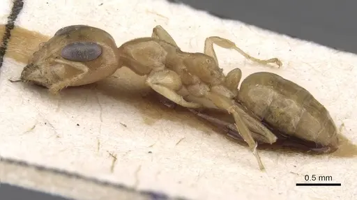 Gesomyrmex chaperi specimen CASENT0913760 image casent0913760_3