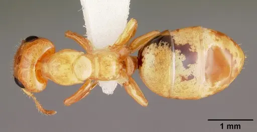 Gesomyrmex howardi specimen CASENT0102384 image casent0102384_1