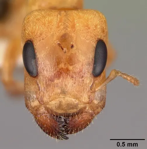 Gesomyrmex howardi specimen CASENT0102384 image casent0102384_2