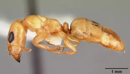 Gesomyrmex howardi specimen CASENT0102384 image casent0102384_3