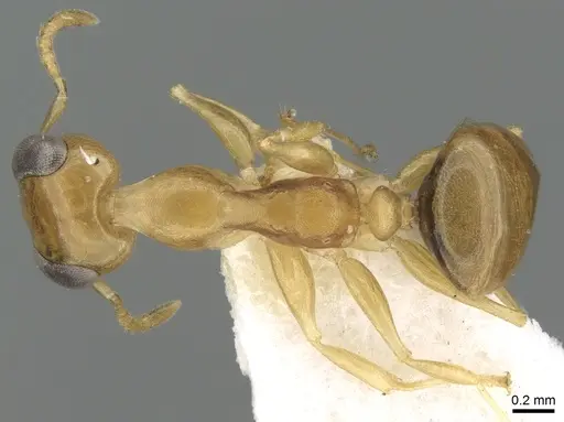 Gesomyrmex kalshoveni specimen CASENT0906288 image casent0906288_1
