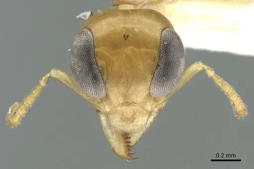 Gesomyrmex kalshoveni specimen CASENT0906288 image casent0906288_2