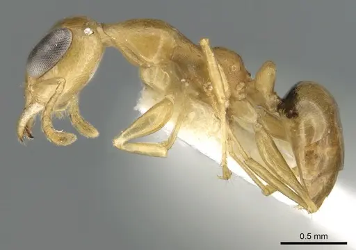 Gesomyrmex kalshoveni specimen CASENT0906288 image casent0906288_3