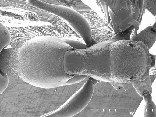 Gesomyrmex luzonensis specimen ANTWEB1008527 image antweb1008527_1