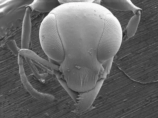 Gesomyrmex luzonensis specimen ANTWEB1008527 image antweb1008527_2