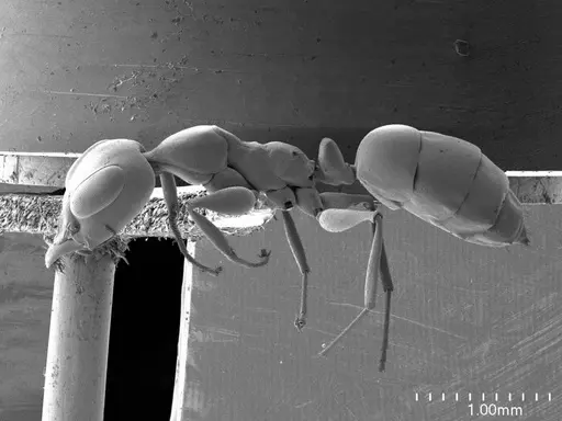Gesomyrmex luzonensis specimen ANTWEB1008527 image antweb1008527_3