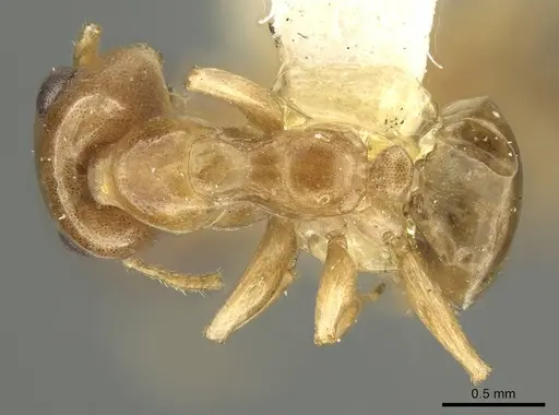 Gesomyrmex spatulatus specimen CASENT0915746 image casent0915746_1