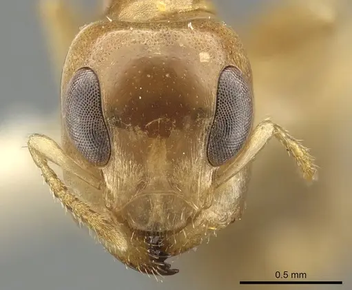Gesomyrmex spatulatus specimen CASENT0915746 image casent0915746_2