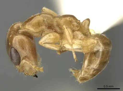 Gesomyrmex spatulatus specimen CASENT0915746 image casent0915746_3