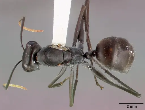 Gigantiops destructor specimen CASENT0006124 image casent0006124_1