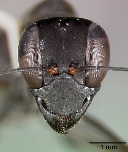 Gigantiops destructor specimen CASENT0006124 image casent0006124_2