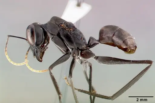 Gigantiops destructor specimen CASENT0006124 image casent0006124_3