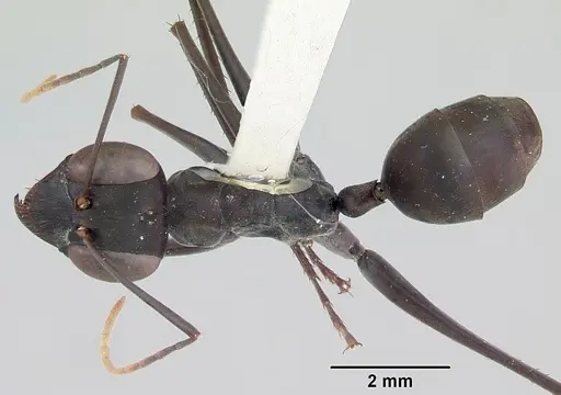 Gigantiops destructor specimen CASENT0103316 image casent0103316_1