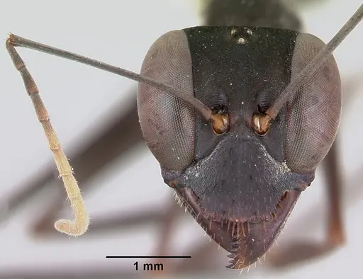 Gigantiops destructor specimen CASENT0103316 image casent0103316_2