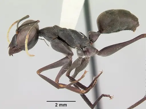 Gigantiops destructor specimen CASENT0103316 image casent0103316_3