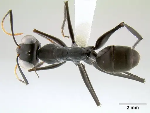Gigantiops destructor specimen CASENT0106169 image casent0106169_1