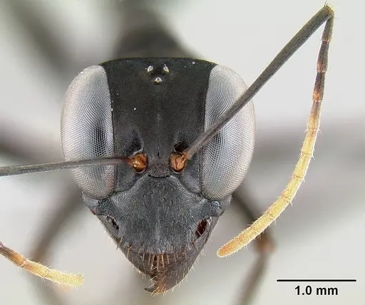Gigantiops destructor specimen CASENT0106169 image casent0106169_2