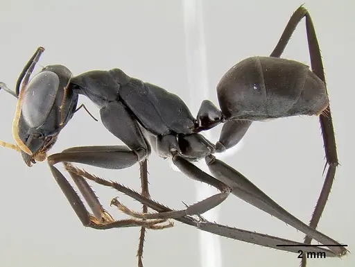 Gigantiops destructor specimen CASENT0106169 image casent0106169_3