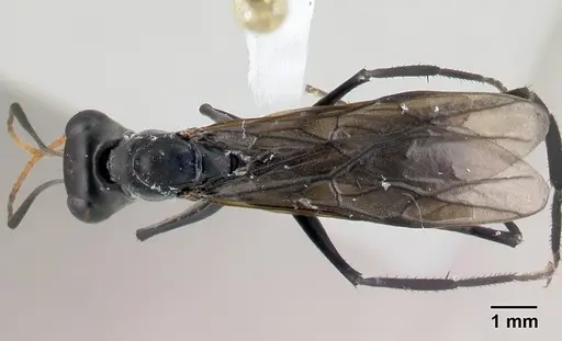 Gigantiops destructor specimen CASENT0217329 image casent0217329_1