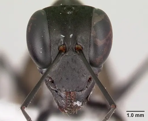 Gigantiops destructor specimen CASENT0217329 image casent0217329_2