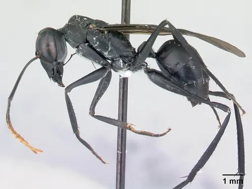 Gigantiops destructor specimen CASENT0217329 image casent0217329_3
